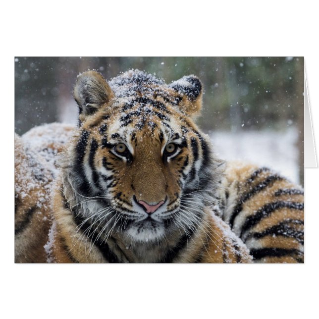 Winter Tiger Portrait (Front Horizontal)