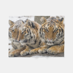 Winter Tigers Cuddle in Snow Fleece Blanket