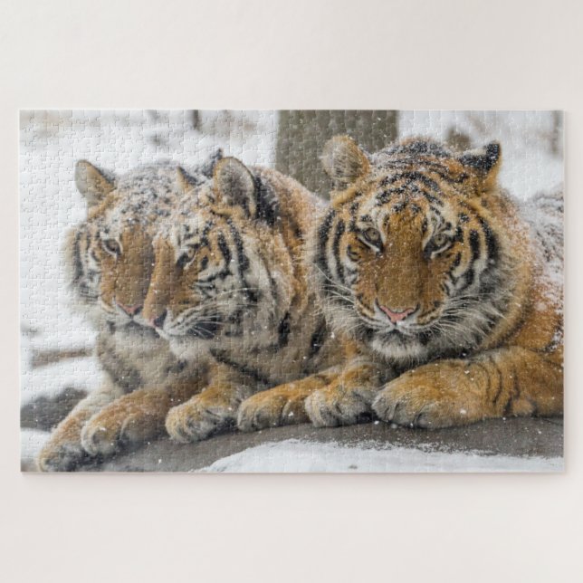 Winter Tigers Cuddle in Snow Jigsaw Puzzle (Horizontal)