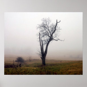 Winter Tree in Foggy Meadow #2 Poster