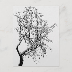 Winter Tree Postcard