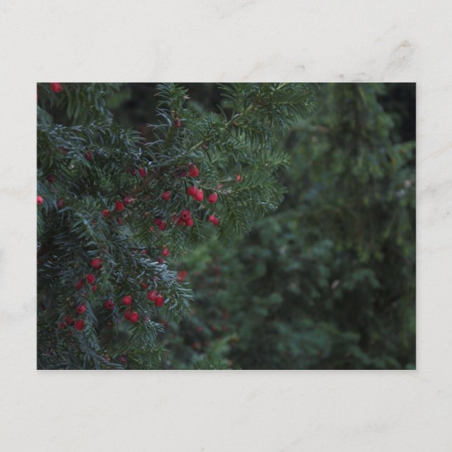 Winter Tree Postcard (Front)