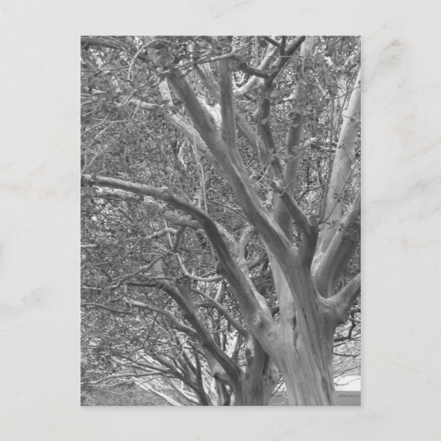 Winter Tree Postcard (Front)