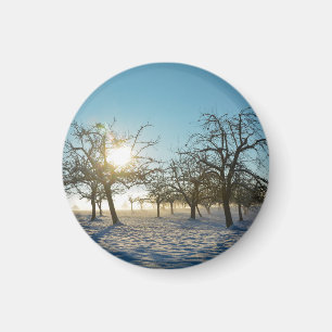 Winter Tree `s by sunrise    -     - Magnet