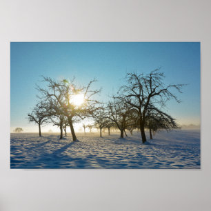 Winter Tree `s by sunrise    -     - Poster