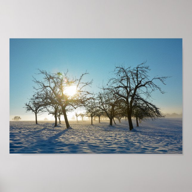 Winter Tree `s by sunrise    -     - Poster (Front)