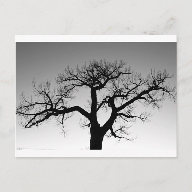 Winter Tree Silhouette Postcard (Front)
