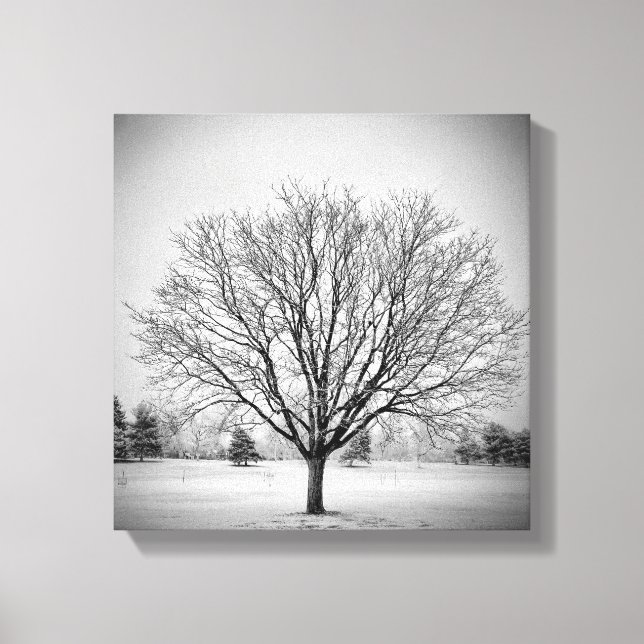 Winter Tree Stretched Canvas Print (Front)