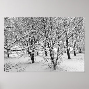 Winter Trees 16x11 Poster