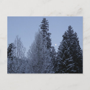 Winter Trees at Dawn Montana Landscape Postcard