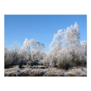 WINTER TREES PHOTO PRINT