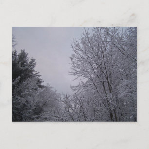 Winter Trees Postcard