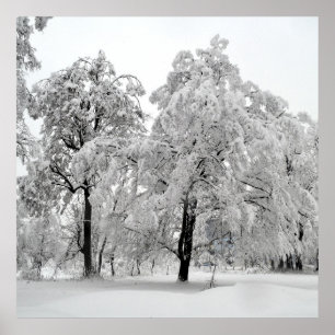 Winter Trees Poster