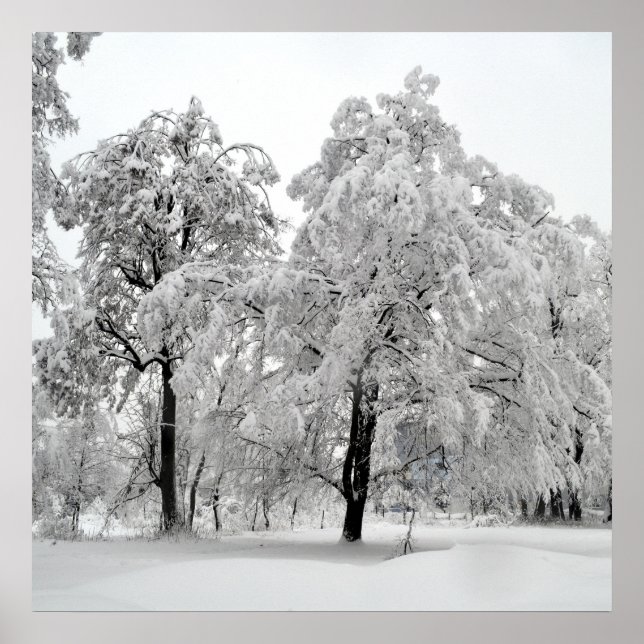 Winter Trees Poster (Front)