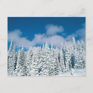 Winter trees, Steamboat, Colorado, USA Postcard