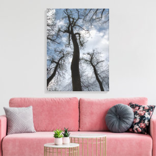Winter Tulip Poplar Trees Cloudy Blue Sky Canvas Print