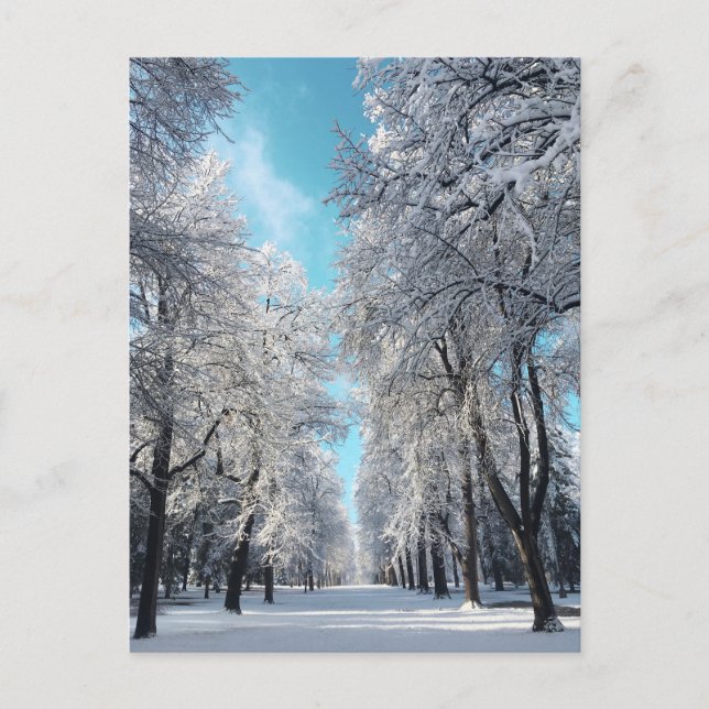 winter walk in the park postcard (Front)