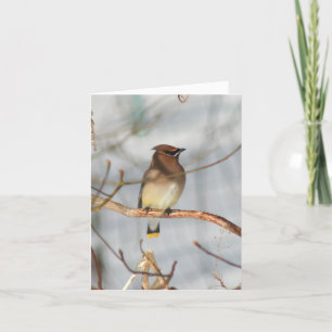 Winter Waxwing Bird Wildlife Photography Note Card