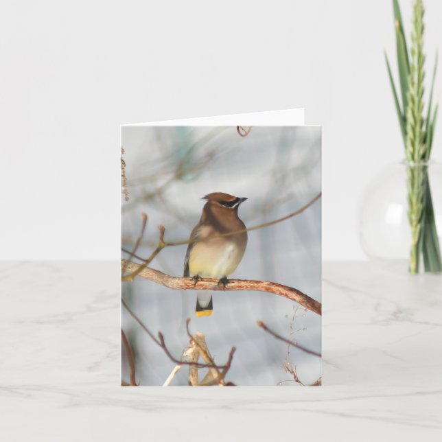 Winter Waxwing Bird Wildlife Photography Note Card (Front)