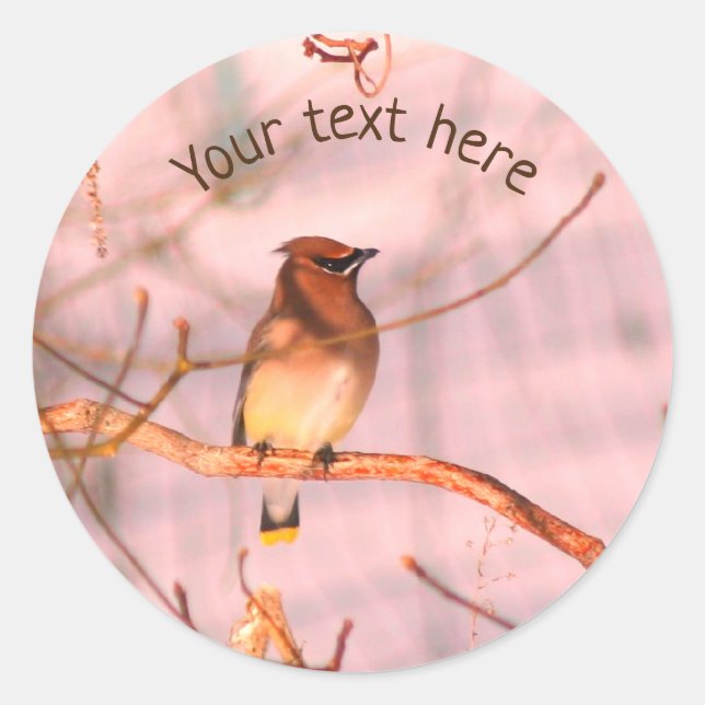 Winter Waxwing Wildlife Nature Personalised Classic Round Sticker (Front)