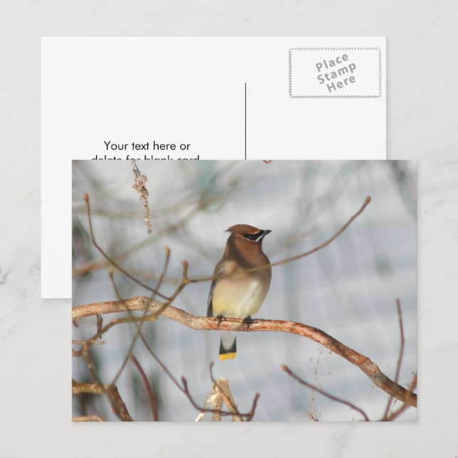 Winter Waxwing Wildlife Nature Photo Personalized Postcard (Front/Back)