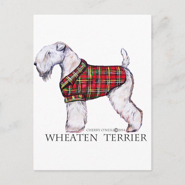 Winter Wheaten Terrier Postcard (Front)