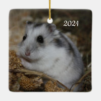 Winter White Dwarf Hamster Pet
