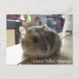 Winter White Hamster Postcard