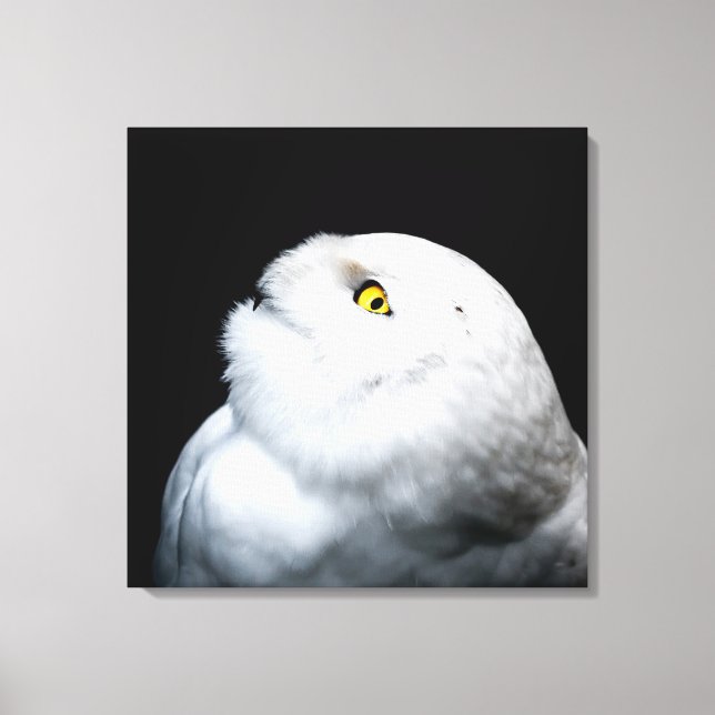 Winter White Snowy Owl Canvas Print (Front)