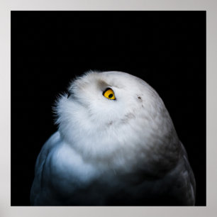 Winter White Snowy Owl Poster
