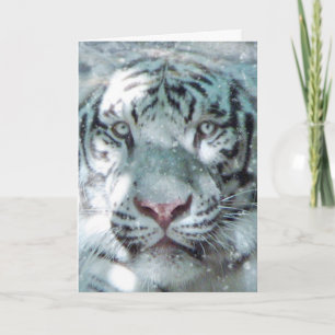 Winter White Tiger Holiday Card