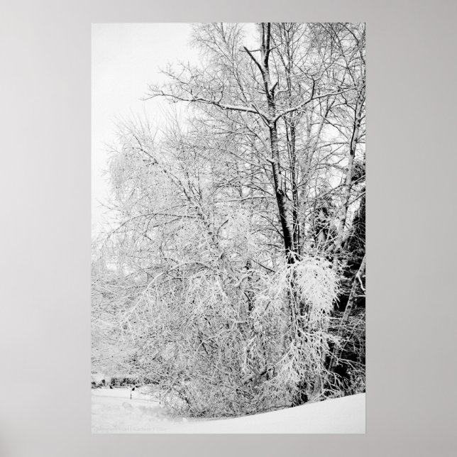 Winter Whites Poster (Front)