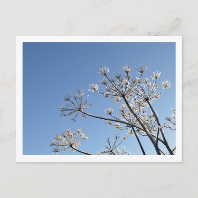 Winter Wildflowers Postcard (Front)