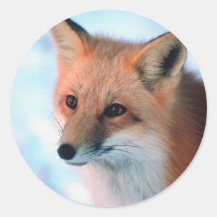 Winter Wildlife Classic Round Sticker