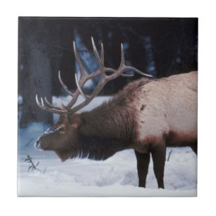Winter Wildlife With Antlers In The Snow Tile