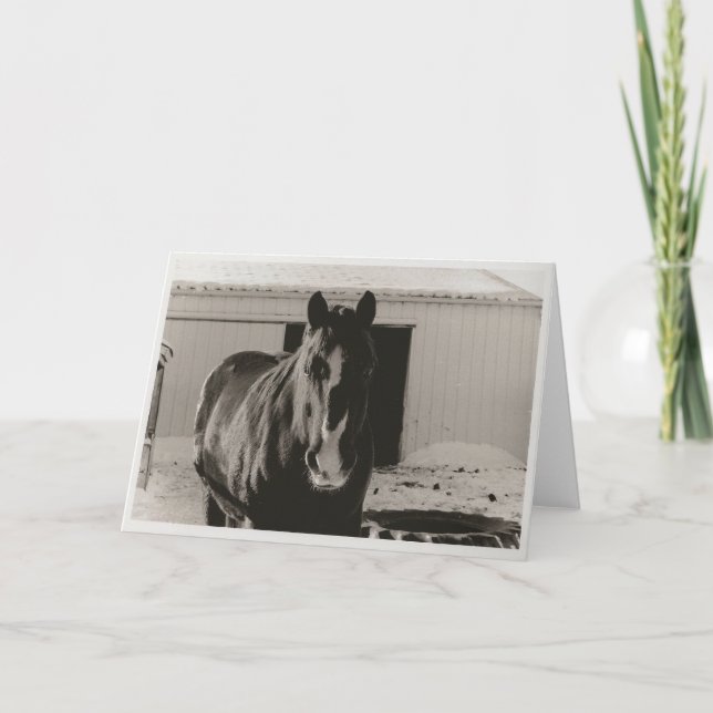 Winter Willy Holiday Card (Front)