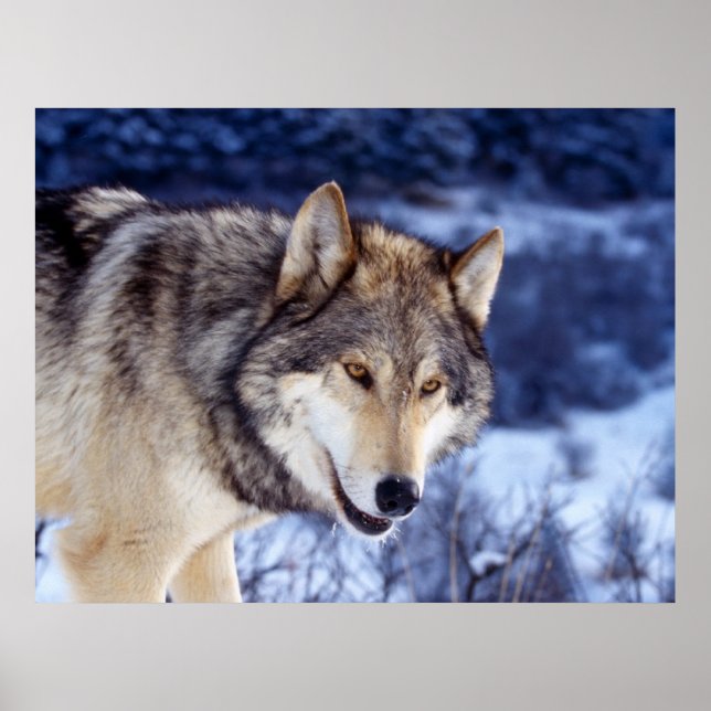 Winter Wolf 2 Poster (Front)