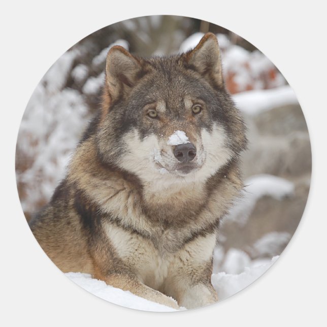 Winter Wolf Classic Round Sticker (Front)