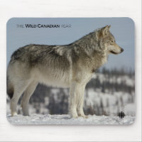 Winter - Wolf