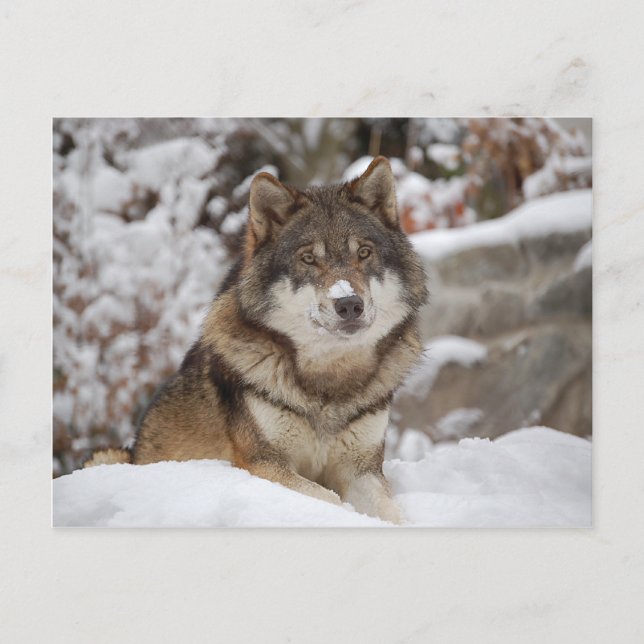 Winter Wolf Postcard (Front)
