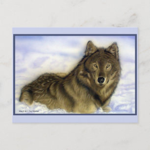 Winter Wolf Postcard