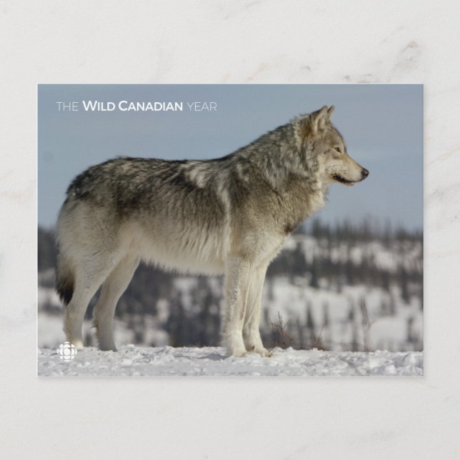 Winter - Wolf Postcard (Front)
