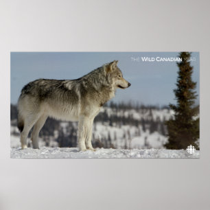 Winter - Wolf Poster