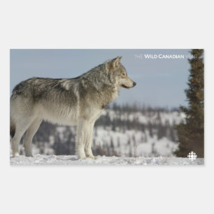 Winter - Wolf Rectangular Sticker