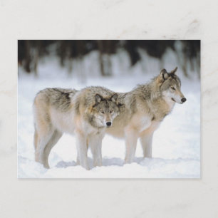 Winter Wolves Snow Xmas Holiday Christmas Postcard