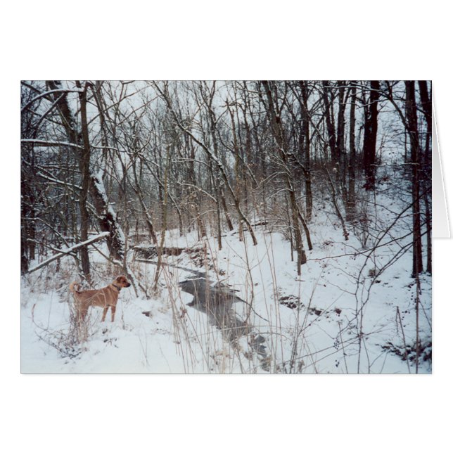 Winter Wonderland (Front Horizontal)