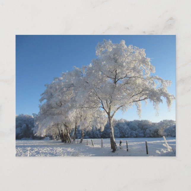 Winter Wonderland: Cheshire Postcard (Front)