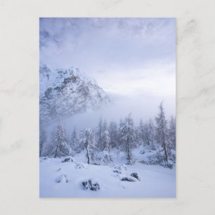 Winter wonderland, fog, spruce forest and mountain postcard