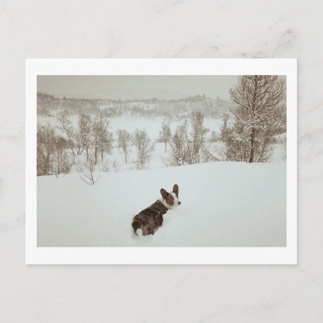 Winter wonderland Holiday Postcard (Front)