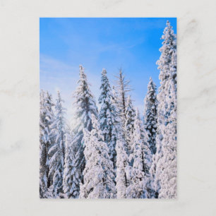 Winter Wonderland Pine Trees in Snow Postcard